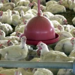 Chile e Arábia Saudita retiram restrição à carne de frango do Brasil