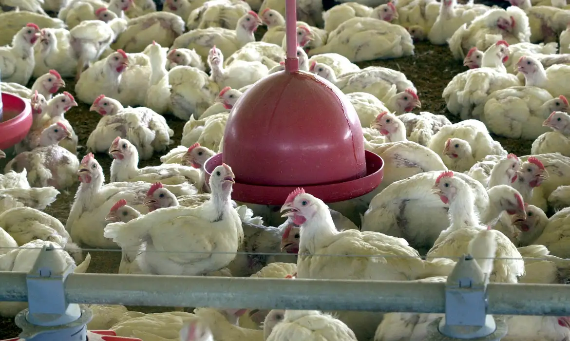 Leia mais sobre o artigo Chile e Arábia Saudita retiram restrição à carne de frango do Brasil